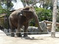 Zoo P1010960